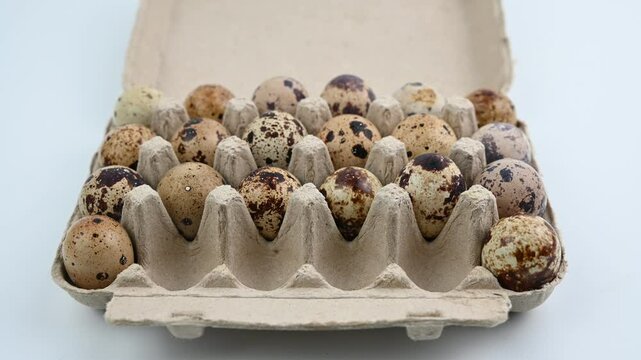 The Common Quail (Coturnix Coturnix) Eggs . Putting them in the box.