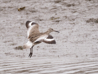 A Willet in flight and gliding in to land on a muddy edge