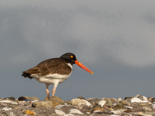 An American Oystercatcher standing alone on the top of a shingle bank