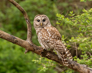 An alert Barred Owl perched out on an open branch and looking directly at the camera