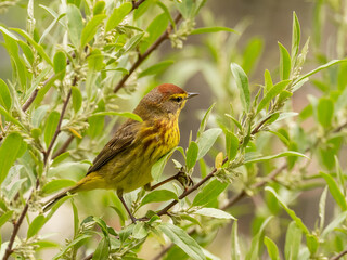 Obraz premium A colorful Palm Warbler in full alternate, summer plumage and perched amongst spring foliage