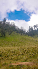 Fototapeta premium View of the meadow is overgrown with wild grass and Edelweiss trees. The blue sky with thick white clouds forming circles creates a dramatic effect.