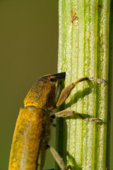  Weevil Lixus iridis on a plant leaf Sardinia, Italy