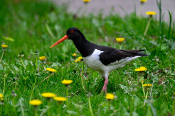A black and white oystercatcher with a bright orange beak walks across a green lawn filled with blooming yellow dandelions under a clear sky. It is mid-spring, and the bird appears alert and active