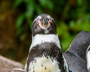A penguin with unique markings stands prominently in its lush green habitat. The vibrant...