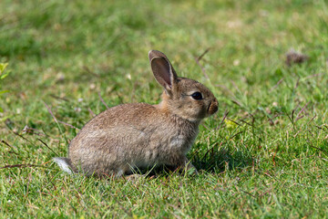 A small brown rabbit is seen hopping and exploring in a vibrant green field filled with soft grass. The sunny weather enhances the serene environment, creating a peaceful atmosphere