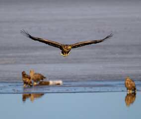 A white-tailed eagle glides gracefully over a frozen lake, its wings spread wide. Below, a few scavenging birds gather near the icy shoreline, creating a vivid winter tableau
