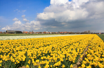 campi di narcisi gialli e bianchi intorno al paesino di Den Hoorn sull'isola di Texel in Olanda
