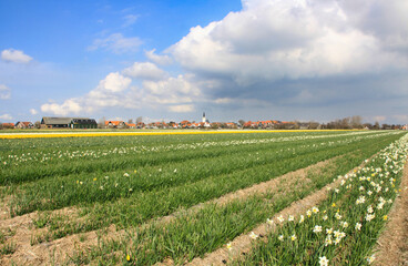 campi di narcisi  intorno al paesino di Den Hoorn sull'isola di Texel in Olanda