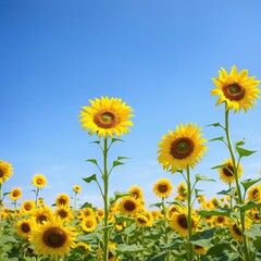 Fototapeta premium A vibrant meadow of sunflowers illuminated by the sunny sky.
