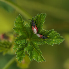 Two red and black bugs mating on green leaf