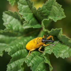 Yellow weevil exploring green leaf in nature macro photography