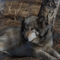 Wolves and scenery near Cochrane, Alberta, Canada