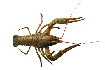 crayfish isolated on white, lobster, natural, food, seafood.
