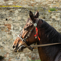Fototapeta premium Horse with elegant bridle and red ribbon stands proudly near an ancient stone wall in a serene countryside setting