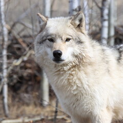 Obraz premium Wolves and scenery near Cochrane, Alberta, Canada