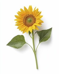 Obraz premium Yellow Sunflower With Green Leaves On White Background