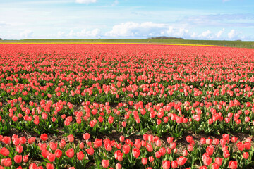 campi di tulipani rosa sull'isola di Texel, in Olanda