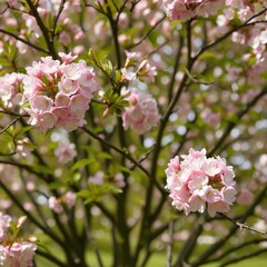 Fototapeta premium Spring Awakens: Trees Adorned with Vibrant Pink and White Blossoms
