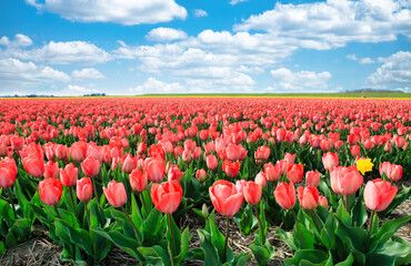 campi di tulipani rosa sull'isola di Texel, in Olanda