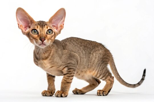 minskin cat isolated on white background