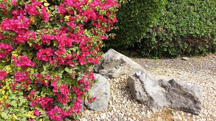 Lush bush with bright pink flowers, surrounded by large gray rocks, with green shrubs and grass in the background.