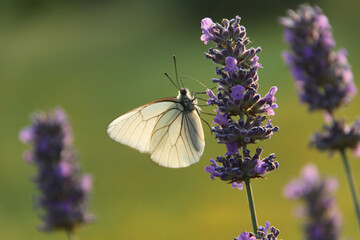 una farfalla con le ali bianche su un fiore di lavanda