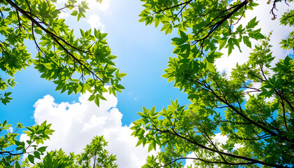 Fototapeta premium Green tree branches against blue sky, fresh nature background, sunlight filtering through leaves, eco-friendly environment and spring season
