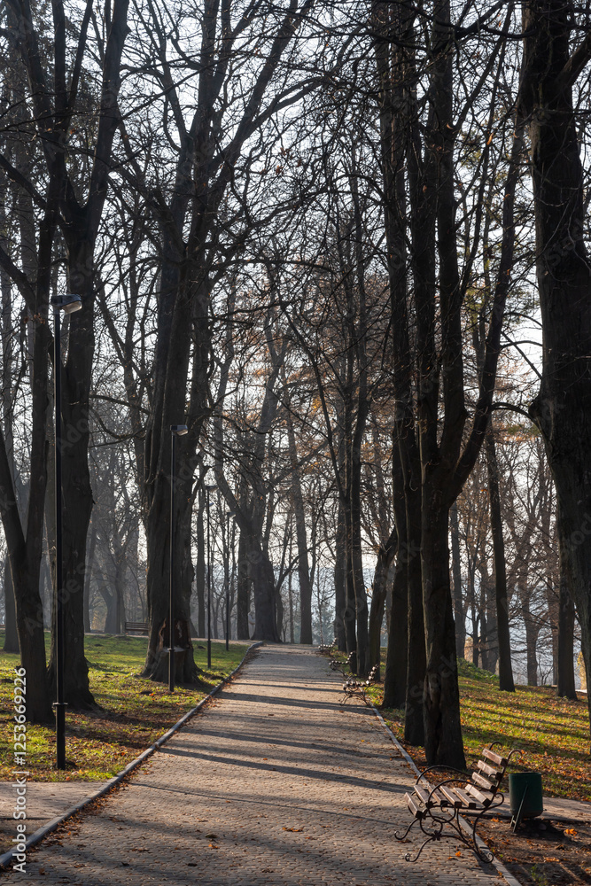 Poster walkway surrounded by tall trees and benches in a serene park during early morning hours with soft s