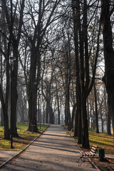 Walkway surrounded by tall trees and benches in a serene park during early morning hours with soft sunlight filtering through branches