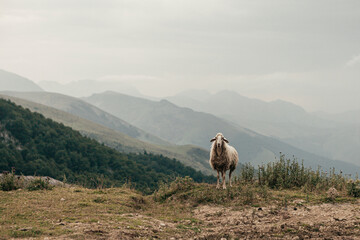 es una oveja blanca sola y perdida en medio de las montañas mirando fijamente a cámara. 