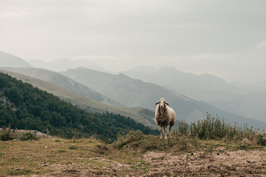 es una oveja blanca sola y perdida en medio de las monta&ntilde;as mirando fijamente a c&aacute;mara. 