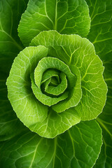 Fototapeta premium Top-Down Texture of Fresh Green Cabbage, The texture of green fresh cabbage from above