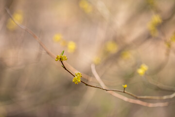 spicebush Lindera benzoin bush tree blossoms in early spring in southern Maryland woodland wetlands