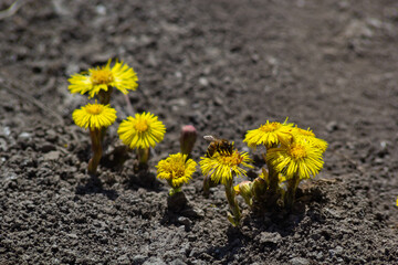 Tussilago farfara, commonly known as coltsfoot is a plant in the groundsel tribe in the daisy family Asteraceae. Flowers of a plant on a spring sunny day