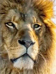 portrait of a lion
