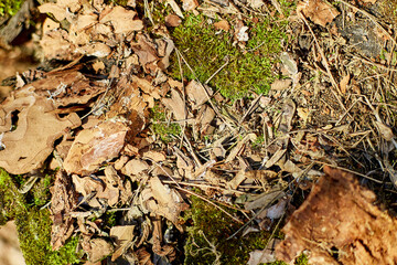 Natural forest floor featuring leaves, moss, and tree bark in bright sunlight during a clear day in spring