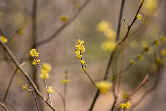 spicebush Lindera benzoin bush tree blossoms in early spring in southern Maryland woodland wetlands
