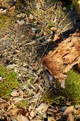 Natural forest floor featuring leaves, moss, and tree bark in bright sunlight during a clear day in spring
