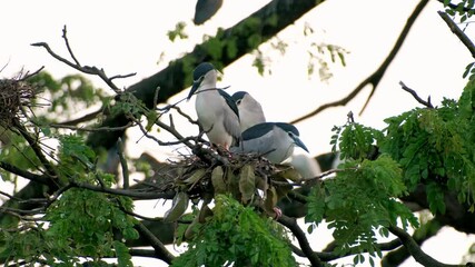 Black crowned night herons perching closely together, sharing intimate moments of communication and bonding within their natural treetop nest