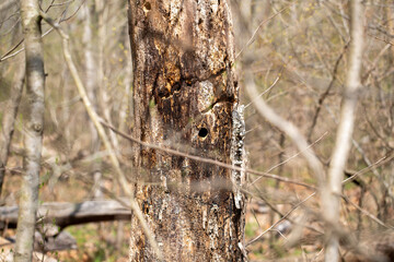Tree trunk with wood pecker holes in southern Maryland woodland wetlands 