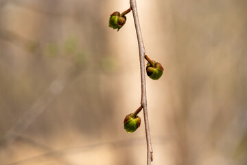 closeup pawpaw blossoms in early spring in southern Maryland Calvert county a native tree and fruit...