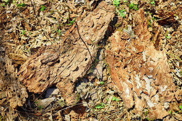 Natural forest floor featuring leaves, moss, and tree bark in bright sunlight during a clear day in spring