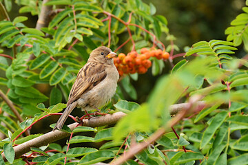 sparrow bird in the park on a rowan bush on a hot sunny day