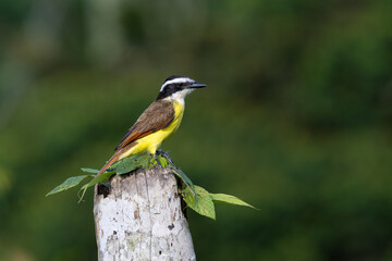 The great kiskadee, Pitangus sulphuratus, called bem-te-vi, pitogue etc.