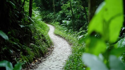 Obraz premium Curving path through dense green forest vegetation