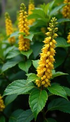 Foliage of deciduous shrub Mahonia aquifolium in full growth, leaves, branches, growth