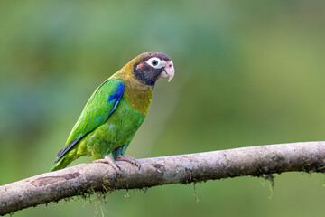 The brown-hooded parrot, Pyrilia haematotis, subfamily Arinae