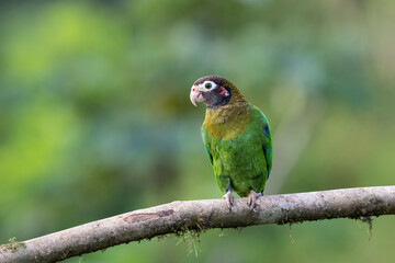 The brown-hooded parrot, Pyrilia haematotis, subfamily Arinae