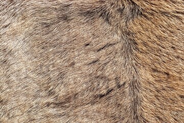 Close up of brown animal fur texture creating soft background